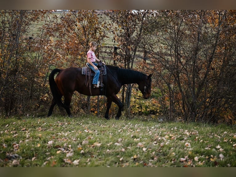 American Quarter Horse Castrone 10 Anni 160 cm Baio ciliegia in Orrville, OH