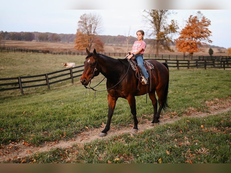 American Quarter Horse Castrone 10 Anni 160 cm Baio ciliegia in Orrville, OH