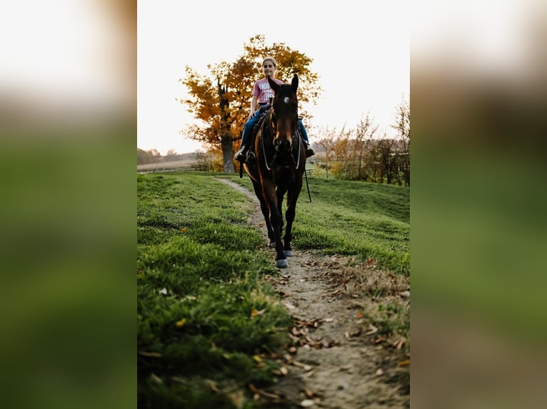 American Quarter Horse Castrone 10 Anni 160 cm Baio ciliegia in Orrville, OH