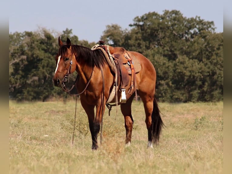 American Quarter Horse Castrone 10 Anni 160 cm Baio ciliegia in Stephenville, TX