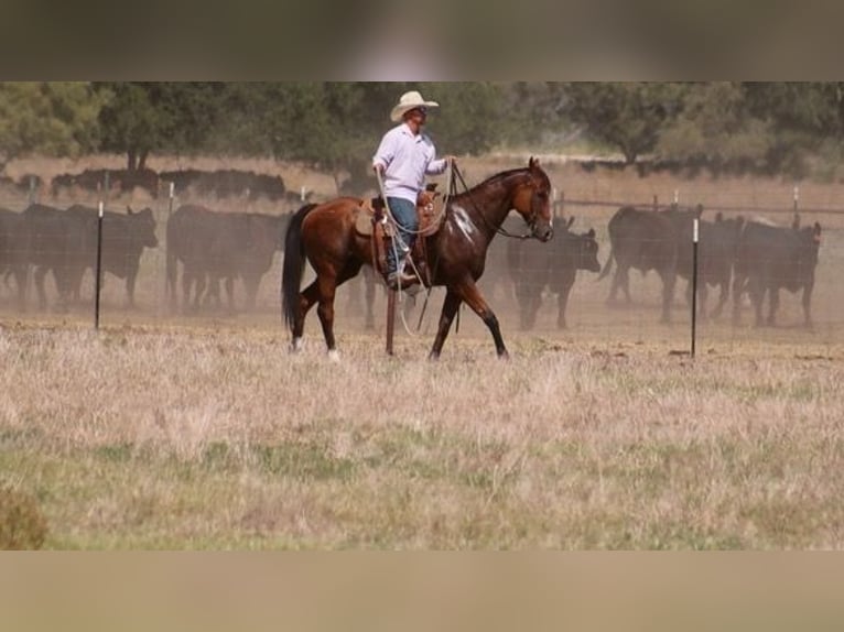 American Quarter Horse Castrone 10 Anni 160 cm Baio ciliegia in Stephenville, TX