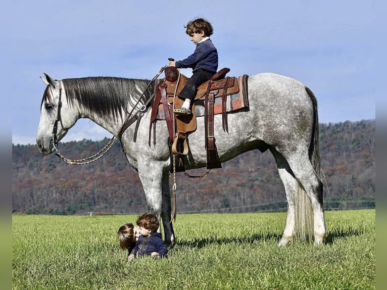 American Quarter Horse Castrone 10 Anni 160 cm Grigio in Rebersburg