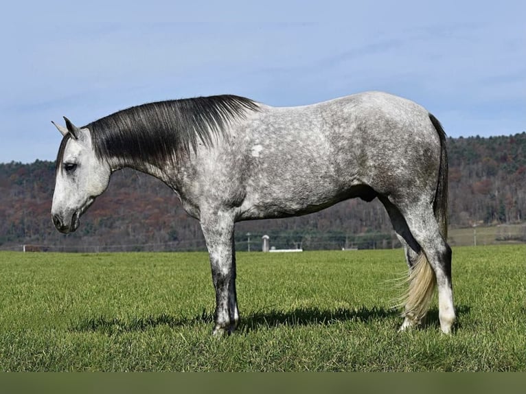 American Quarter Horse Castrone 10 Anni 160 cm Grigio in Rebersburg