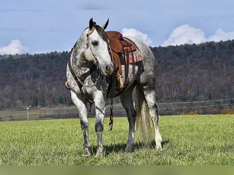 American Quarter Horse Castrone 10 Anni 160 cm Grigio in Rebersburg