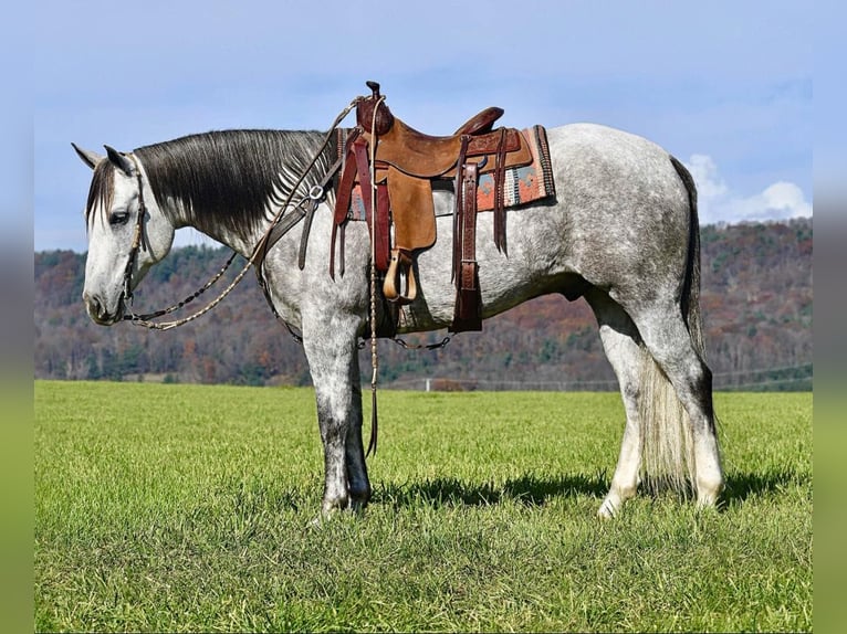 American Quarter Horse Castrone 10 Anni 160 cm Grigio in Rebersburg