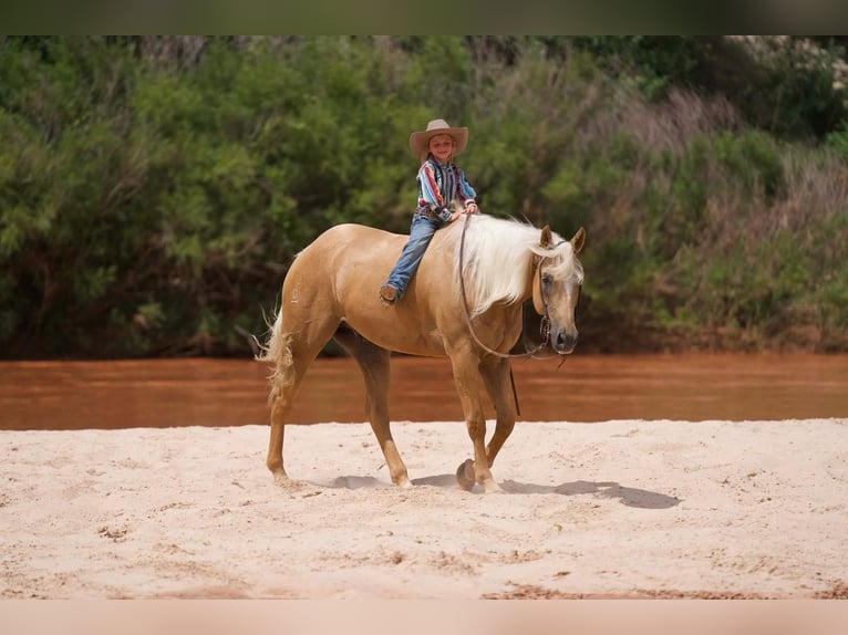 American Quarter Horse Castrone 10 Anni 160 cm Palomino in Waco, TX