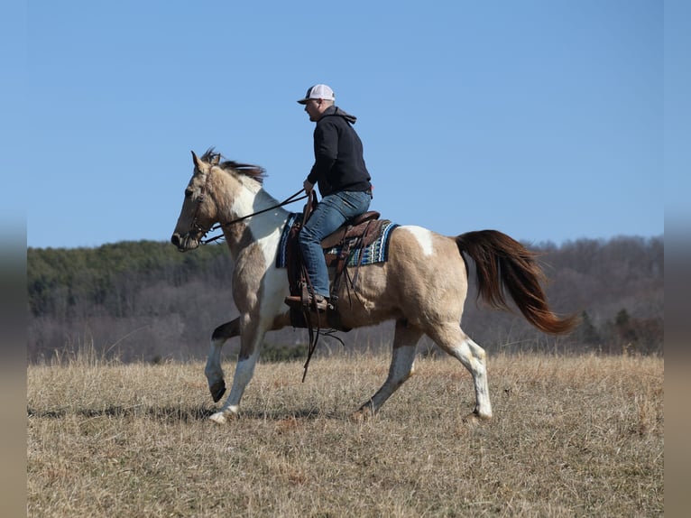 American Quarter Horse Castrone 10 Anni 160 cm Pelle di daino in Brodhead