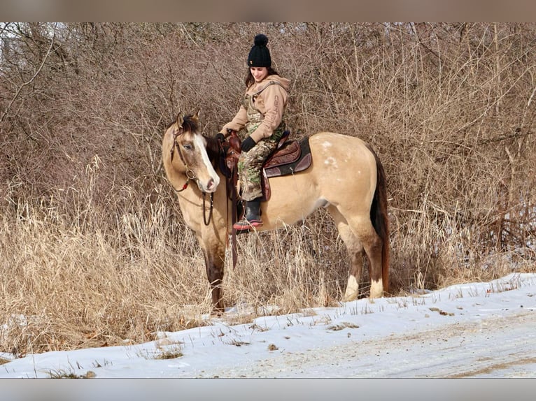 American Quarter Horse Castrone 10 Anni 160 cm Pelle di daino in Howell, MI