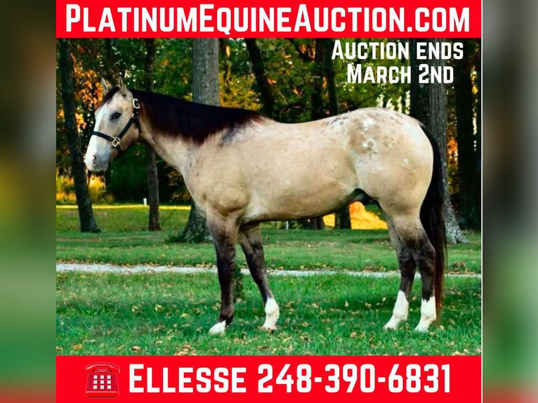 American Quarter Horse Castrone 10 Anni 160 cm Pelle di daino in Howell, MI