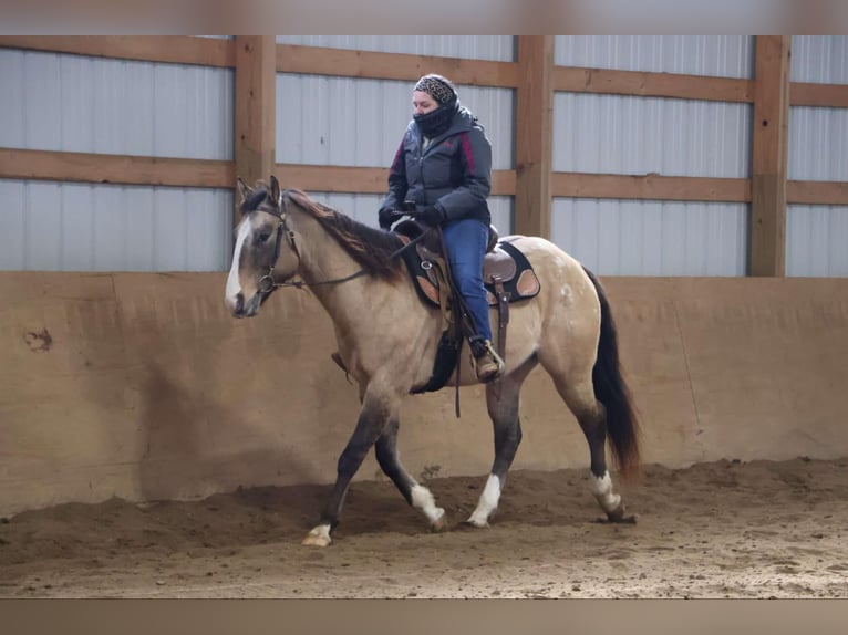 American Quarter Horse Castrone 10 Anni 160 cm Pelle di daino in Howell, MI