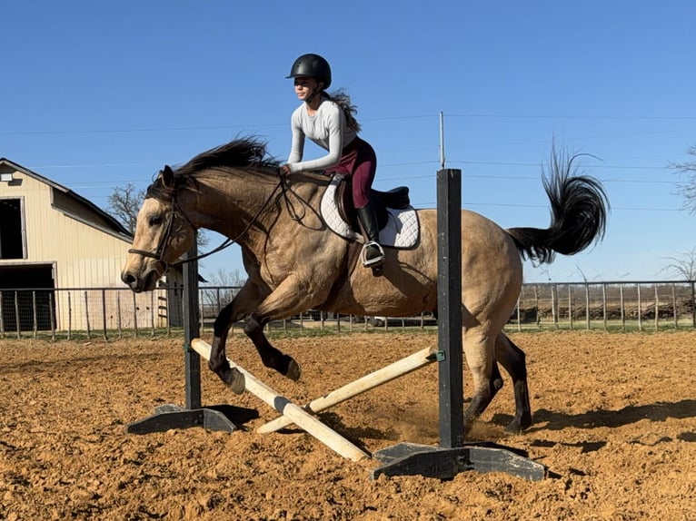 American Quarter Horse Castrone 10 Anni 160 cm Pelle di daino in Cleburne