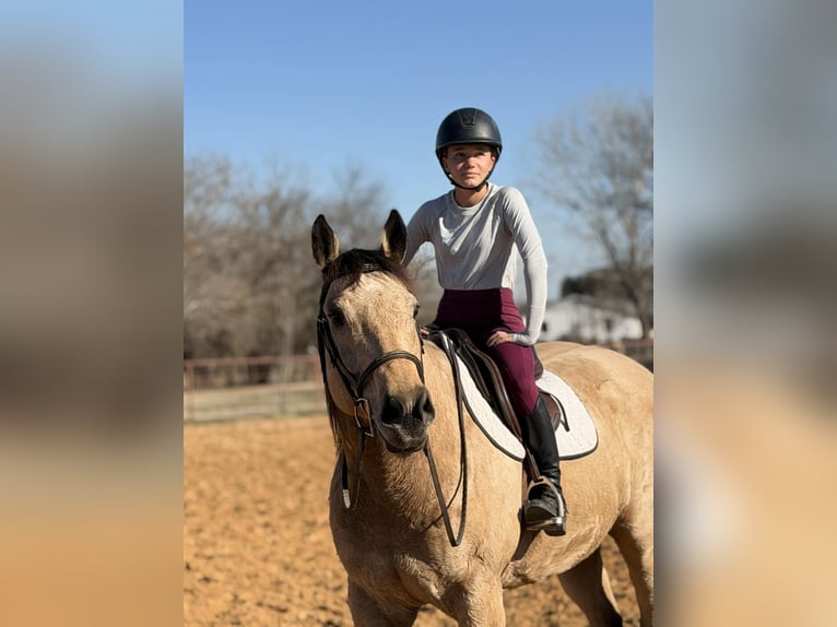 American Quarter Horse Castrone 10 Anni 160 cm Pelle di daino in Cleburne