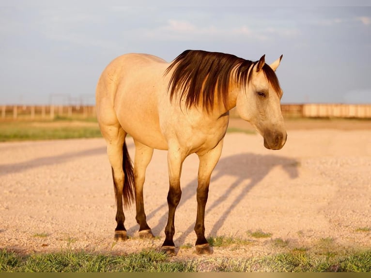 American Quarter Horse Castrone 10 Anni 160 cm Pelle di daino in Amarillo, TX