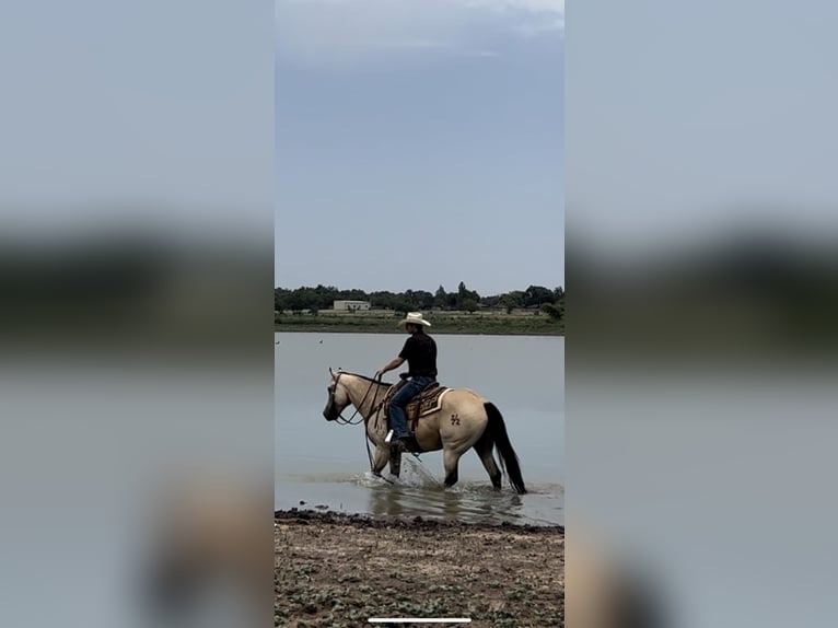 American Quarter Horse Castrone 10 Anni 160 cm Pelle di daino in Amarillo, TX