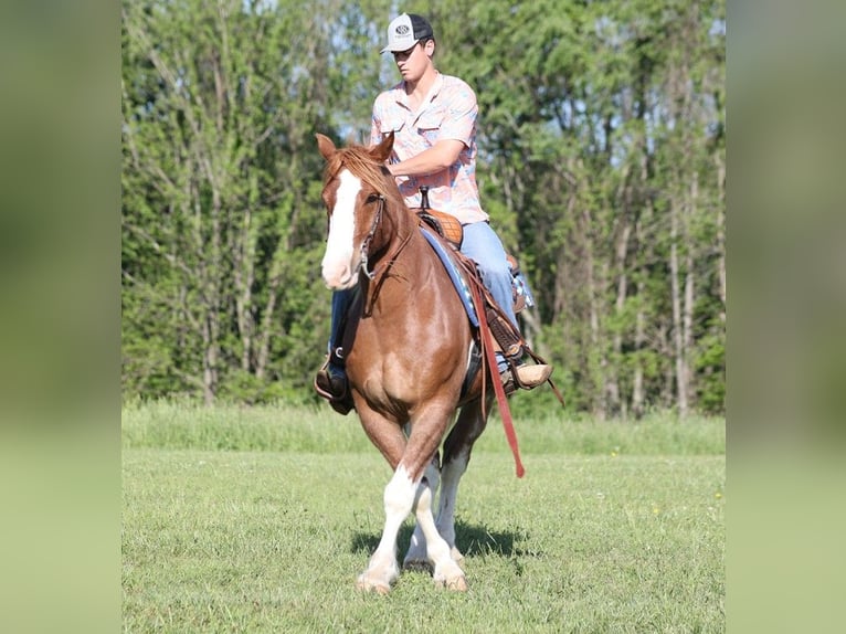 American Quarter Horse Castrone 10 Anni 160 cm in Somerset KY