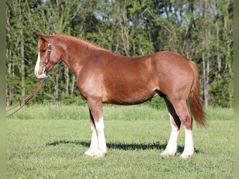 American Quarter Horse Castrone 10 Anni 160 cm in Somerset KY