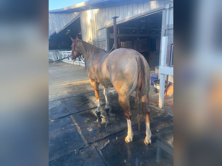 American Quarter Horse Castrone 10 Anni 160 cm Red dun in Orangevale