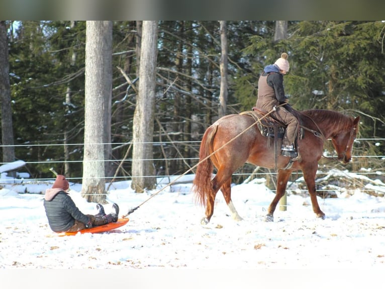 American Quarter Horse Castrone 10 Anni 160 cm Roano rosso in Clarion, PA