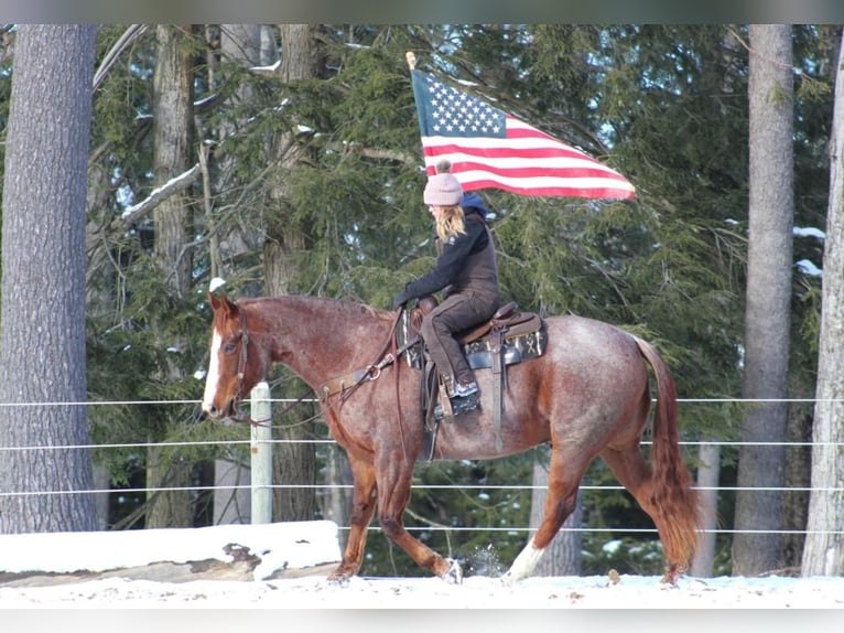 American Quarter Horse Castrone 10 Anni 160 cm Roano rosso in Clarion, PA