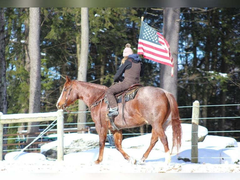 American Quarter Horse Castrone 10 Anni 160 cm Roano rosso in Clarion, PA