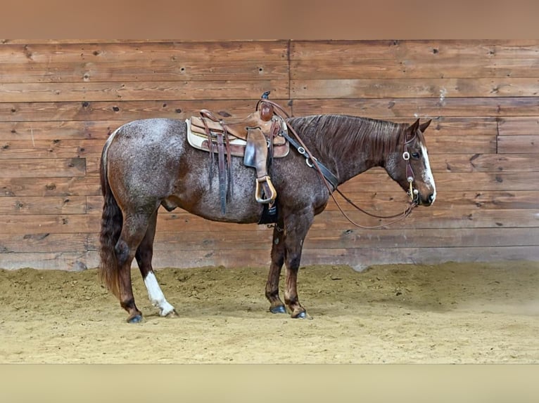 American Quarter Horse Castrone 10 Anni 160 cm Roano rosso in Clarion, PA