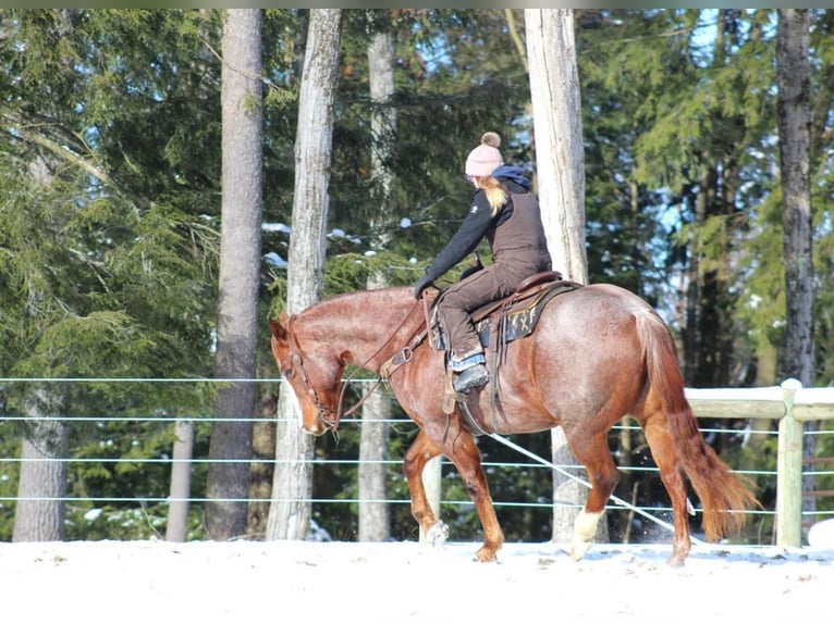 American Quarter Horse Castrone 10 Anni 160 cm Roano rosso in Clarion, PA