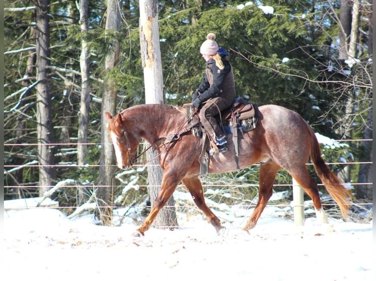 American Quarter Horse Castrone 10 Anni 160 cm Roano rosso in Clarion, PA