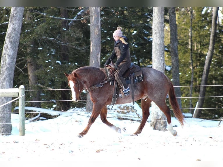 American Quarter Horse Castrone 10 Anni 160 cm Roano rosso in Clarion, PA