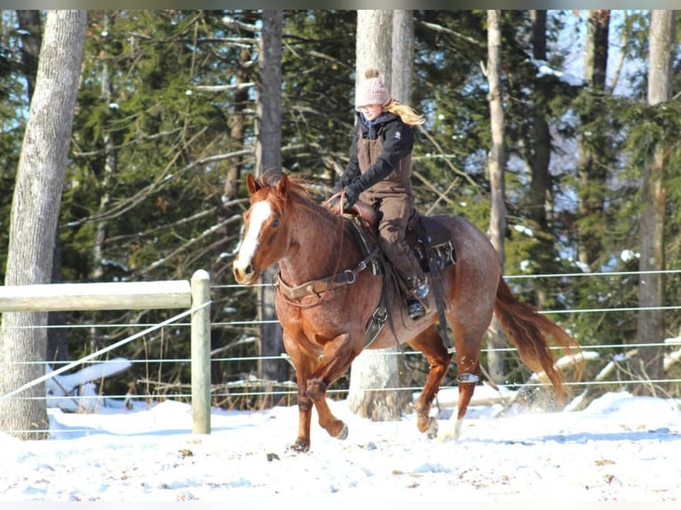 American Quarter Horse Castrone 10 Anni 160 cm Roano rosso in Clarion, PA