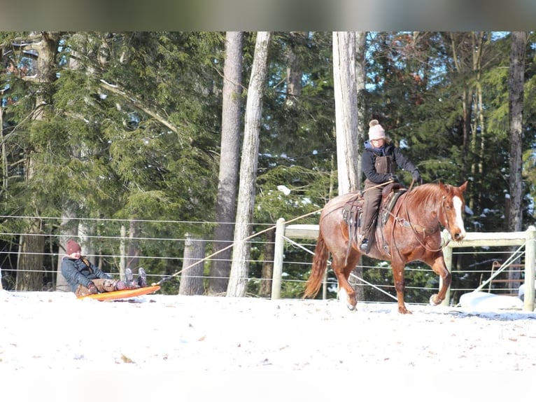 American Quarter Horse Castrone 10 Anni 160 cm Roano rosso in Clarion, PA