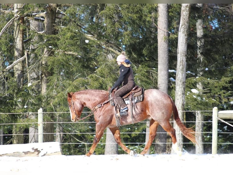 American Quarter Horse Castrone 10 Anni 160 cm Roano rosso in Clarion, PA