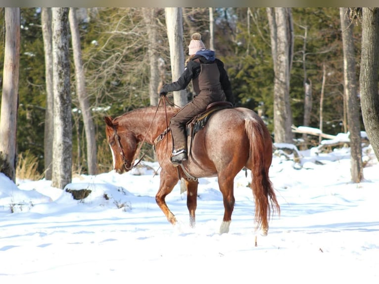 American Quarter Horse Castrone 10 Anni 160 cm Roano rosso in Clarion, PA