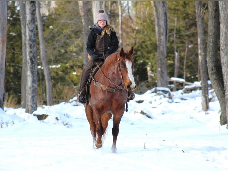 American Quarter Horse Castrone 10 Anni 160 cm Roano rosso in Clarion, PA