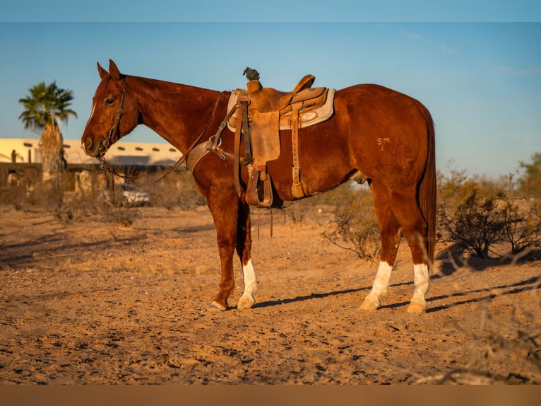 American Quarter Horse Castrone 10 Anni 160 cm Sauro ciliegia in Wittmann, AZ