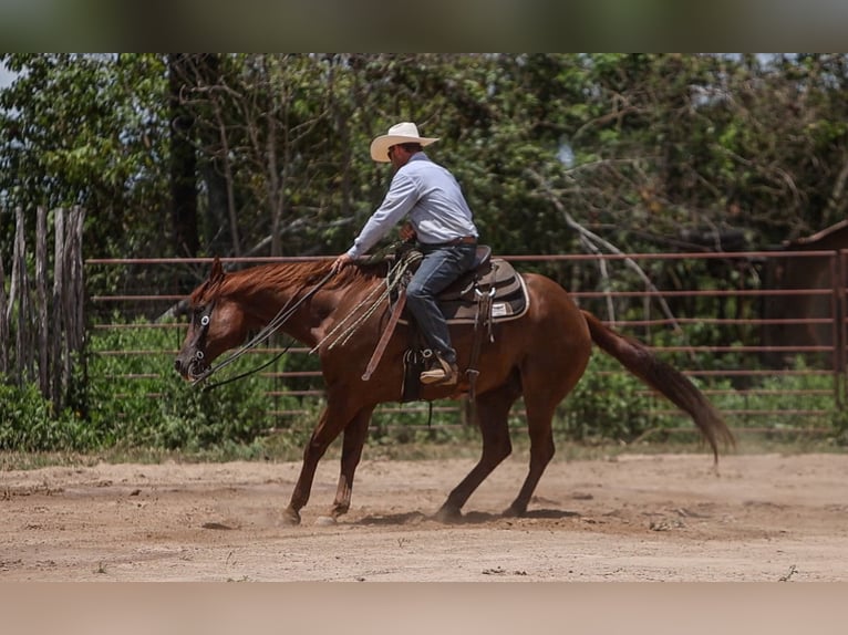 American Quarter Horse Castrone 10 Anni 160 cm Sauro ciliegia in Troup, TX