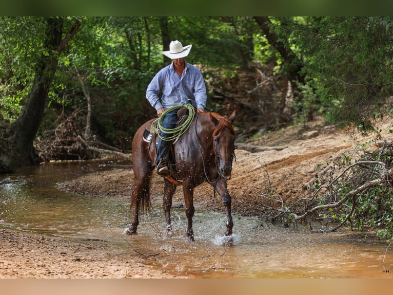 American Quarter Horse Castrone 10 Anni 160 cm Sauro ciliegia in Troup, TX