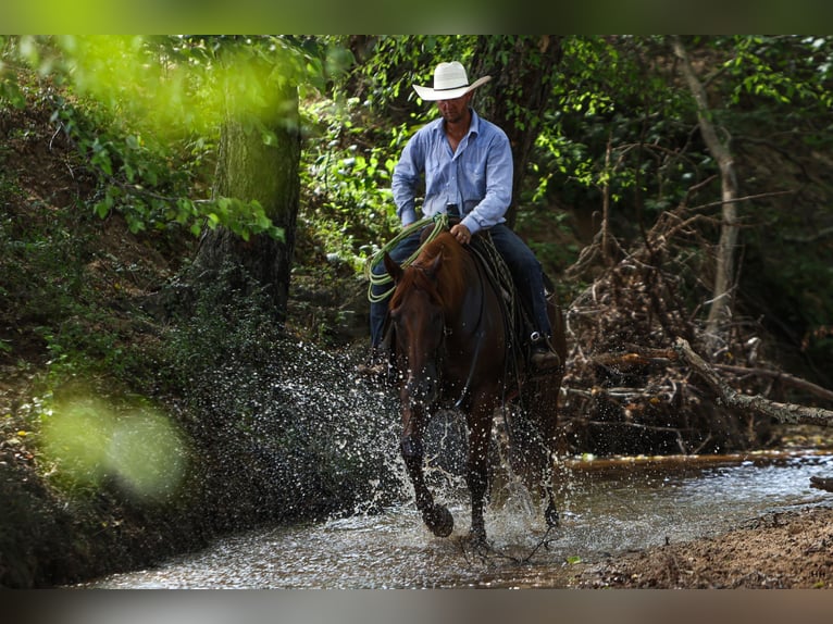 American Quarter Horse Castrone 10 Anni 160 cm Sauro ciliegia in Troup, TX