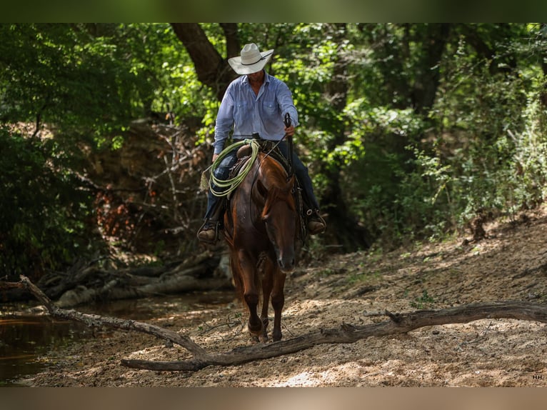 American Quarter Horse Castrone 10 Anni 160 cm Sauro ciliegia in Troup, TX