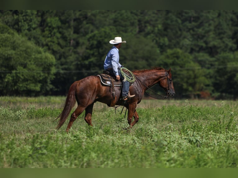 American Quarter Horse Castrone 10 Anni 160 cm Sauro ciliegia in Troup, TX