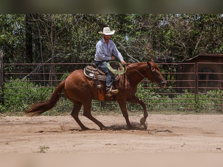 American Quarter Horse Castrone 10 Anni 160 cm Sauro ciliegia in Troup, TX