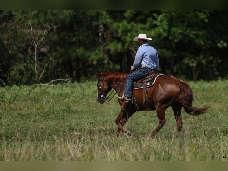 American Quarter Horse Castrone 10 Anni 160 cm Sauro ciliegia in Troup, TX