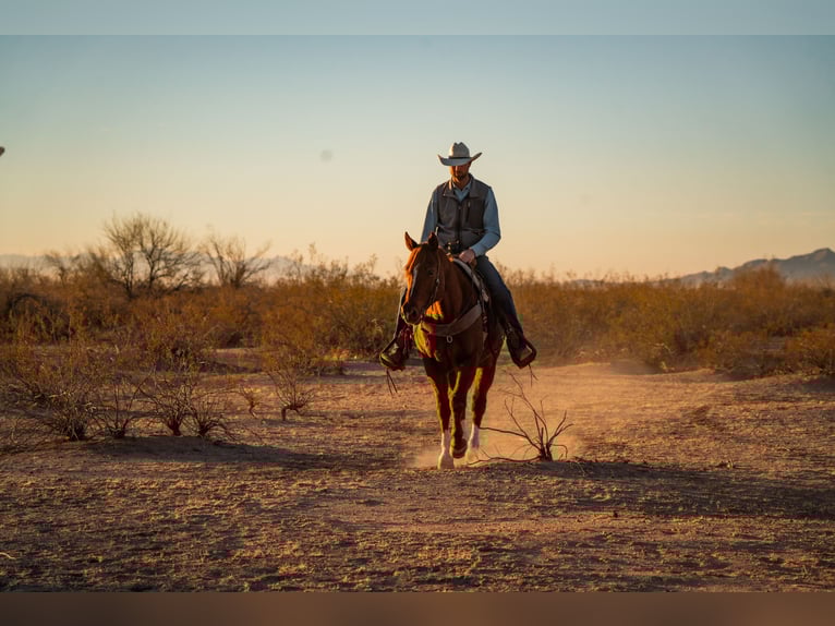 American Quarter Horse Castrone 10 Anni 160 cm Sauro ciliegia in Wittmann, AZ