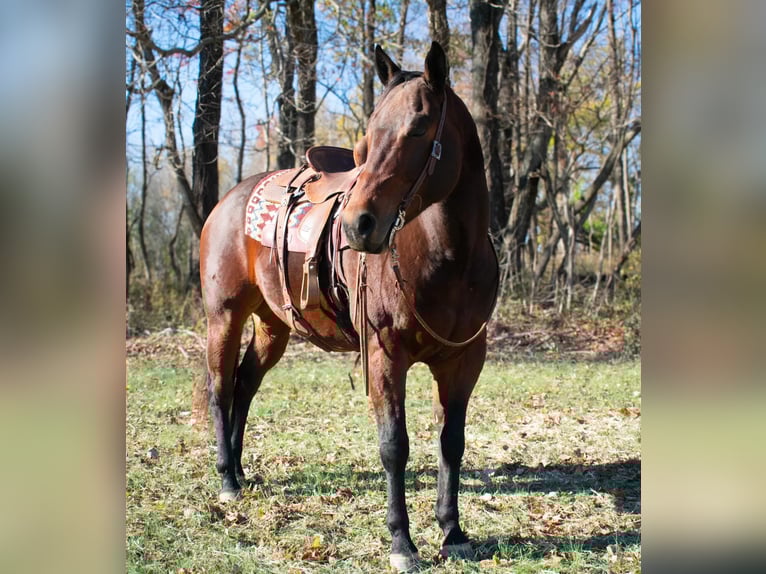 American Quarter Horse Castrone 10 Anni 163 cm Baio ciliegia in Henderson KY