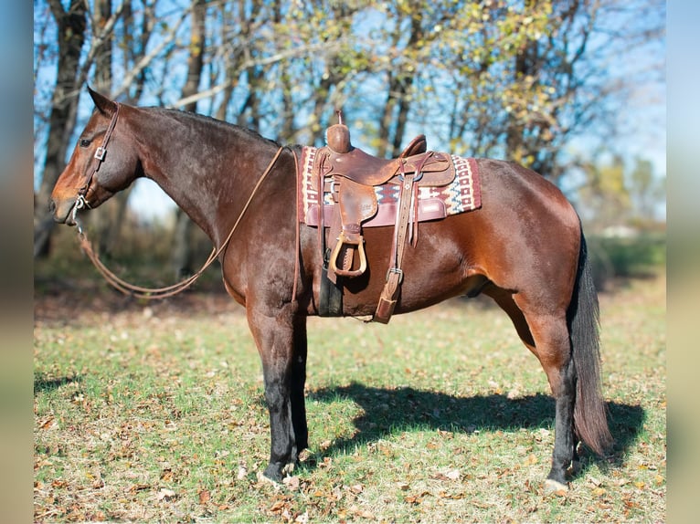 American Quarter Horse Castrone 10 Anni 163 cm Baio ciliegia in Henderson KY