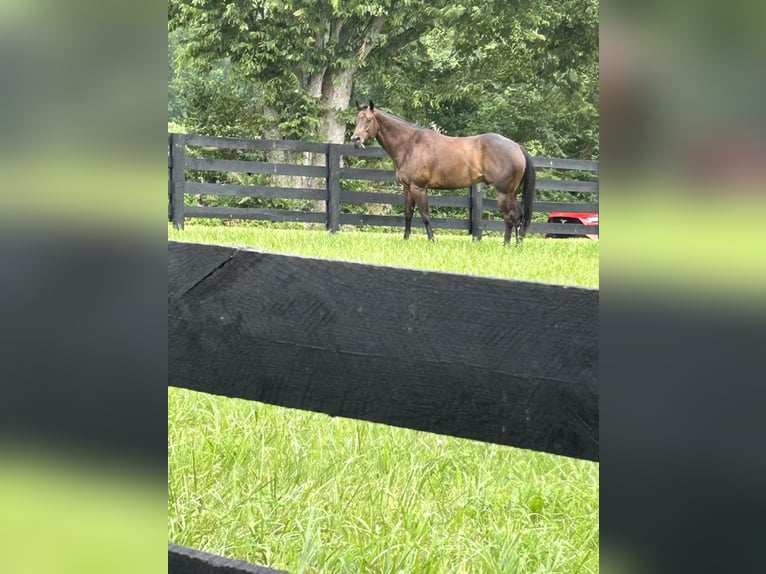 American Quarter Horse Castrone 10 Anni 163 cm Baio ciliegia in Louisville KY