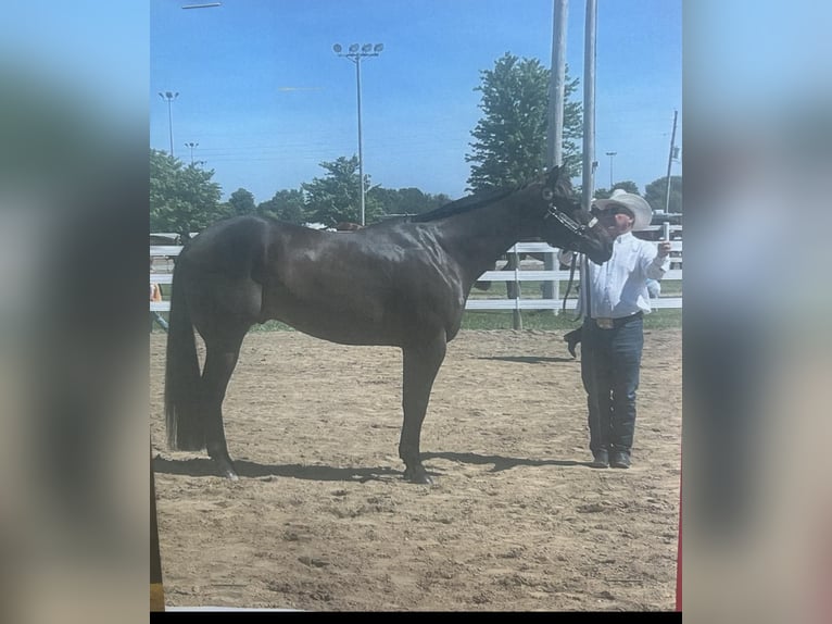 American Quarter Horse Castrone 10 Anni 163 cm Baio ciliegia in Louisville KY