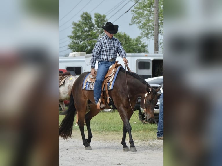 American Quarter Horse Castrone 10 Anni 163 cm Baio ciliegia in Louisville KY