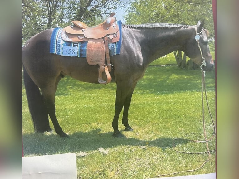 American Quarter Horse Castrone 10 Anni 163 cm Baio ciliegia in Louisville KY