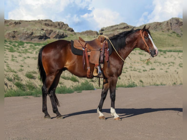 American Quarter Horse Castrone 10 Anni 163 cm Baio ciliegia in Weatherford TX
