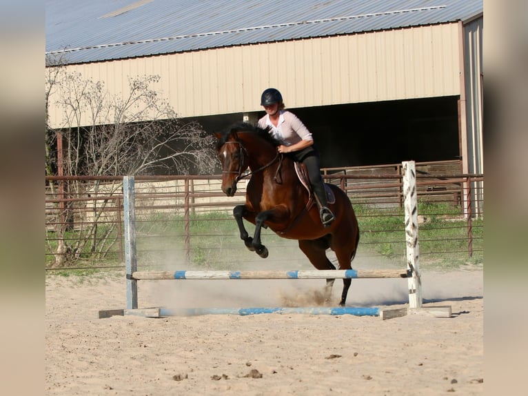 American Quarter Horse Castrone 10 Anni 163 cm Baio ciliegia in Athens